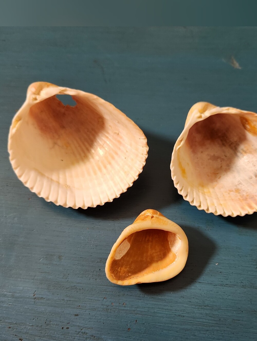 Natural Sea Shell Bundle - Picture 4 of 7